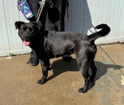 Shelter Stray Female Dog last seen Near BLOCK SOUTH 3RD ST, 3528 Newburg Rd, Louisville, KY 40218, USA