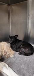 Shelter Stray Female Dog last seen , 1850 W 60th St, Los Angeles, CA 90047, USA
