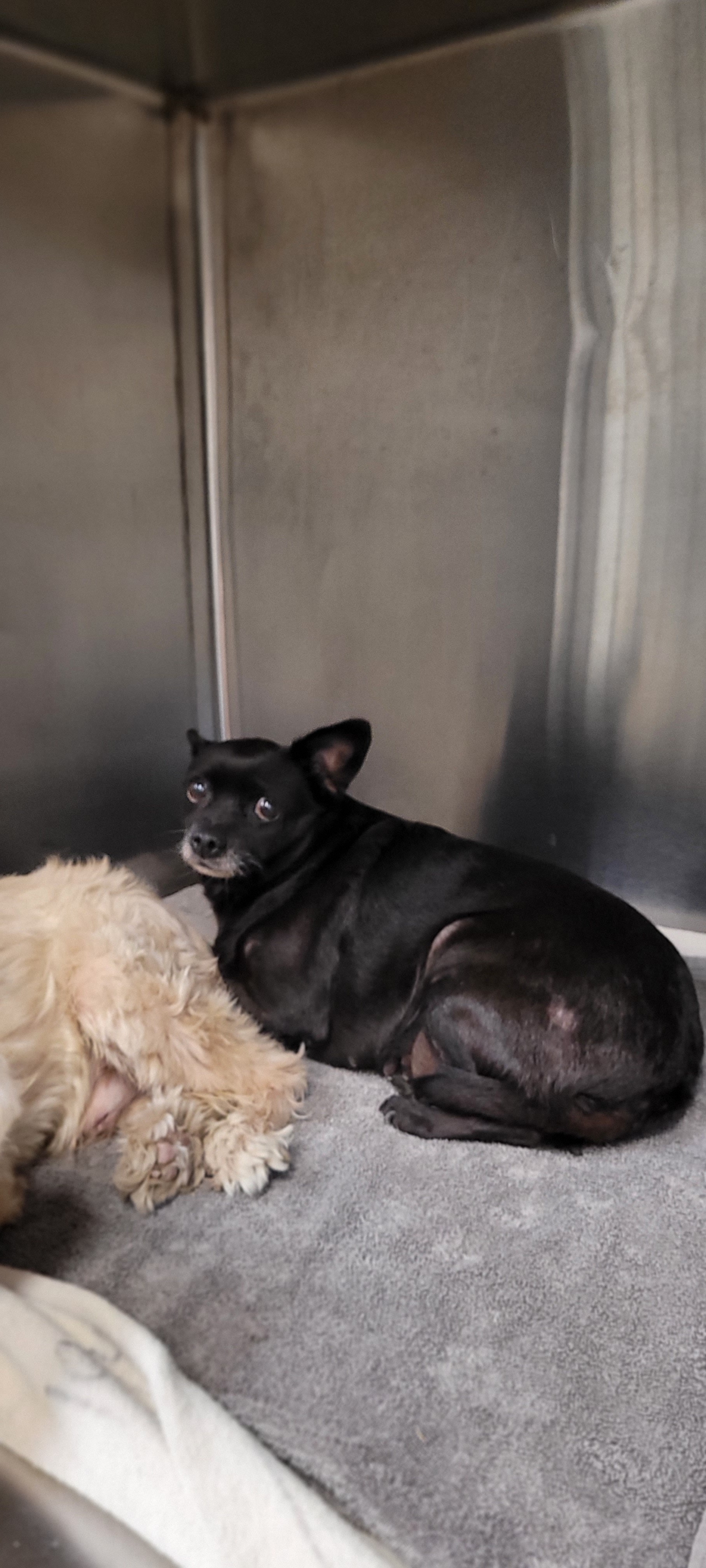 Shelter Stray Female Dog last seen , 1850 W 60th St, Los Angeles, CA 90047, USA
