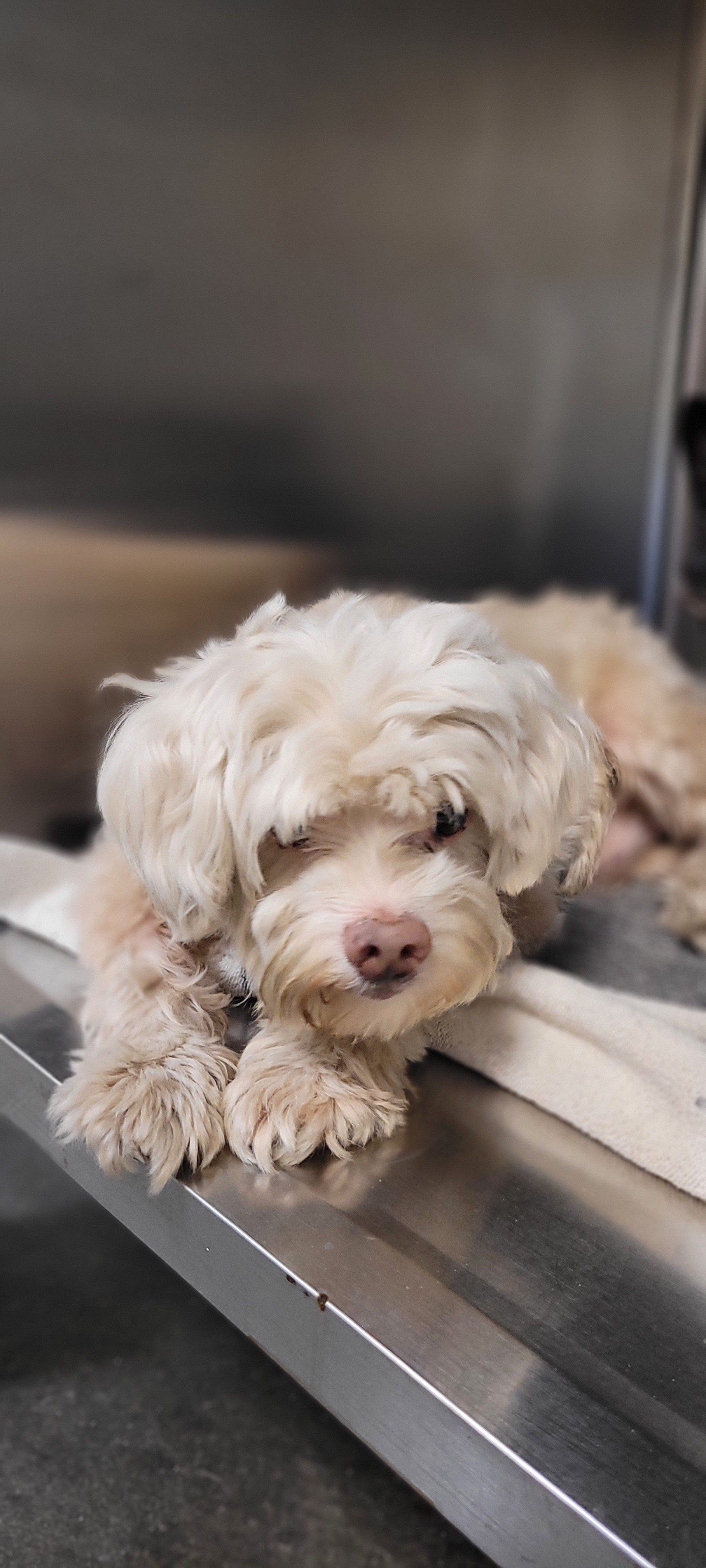 Shelter Stray Male Dog last seen , 1850 W 60th St, Los Angeles, CA 90047, USA