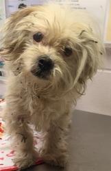 Shelter Stray Female Dog last seen GIBSON AVE, 2020 Forest St, Jacksonville, FL 32204, USA