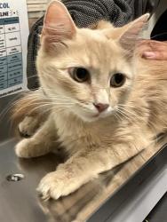 Shelter Stray Female Cat last seen Near BLK MARKER ST, LONG BEACH, CA 90805, 7700 E Spring St, Long Beach, CA 90815, USA