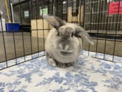 Shelter Stray Female Other last seen , West Valley Animal Shelter, 20655 Plummer St, Chatsworth, CA 91311, USA