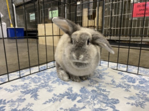 Shelter Stray Female Other last seen , West Valley Animal Shelter, 20655 Plummer St, Chatsworth, CA 91311, USA