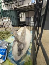 Shelter Stray Female Other last seen , West Valley Animal Shelter, 20655 Plummer St, Chatsworth, CA 91311, USA