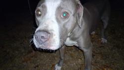 Reunited Female Dog last seen Grauwyler and Sunnybrook, Irving, TX 75061
