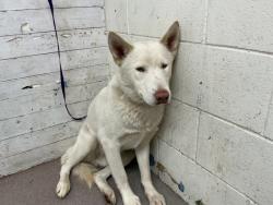 Shelter Stray Male Dog last seen DORSEY/CITRUS, 333 Chandler Pl, San Bernardino, CA 92408, USA