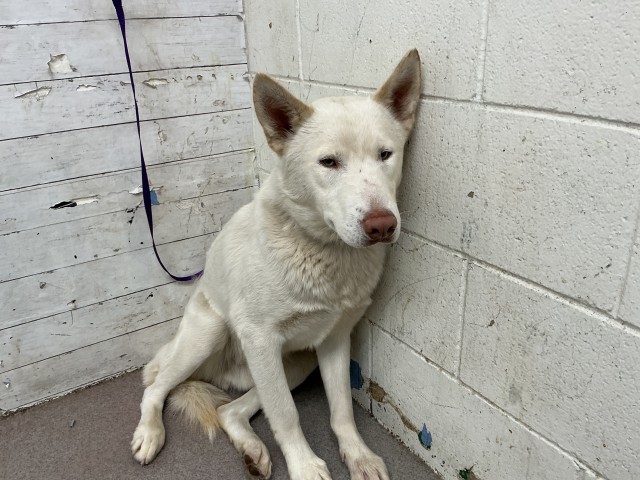 Shelter Stray Male Dog last seen DORSEY/CITRUS, 333 Chandler Pl, San Bernardino, CA 92408, USA