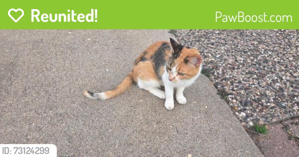 Reunited Unknown Cat last seen Victoria and Milton, Saint Paul, MN 55117