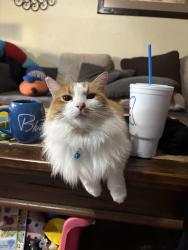 Reunited Female Cat last seen Wedgewood, Magnolia, TX 77354