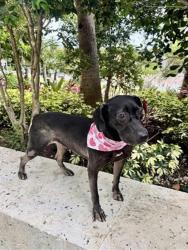Shelter Stray Female Dog last seen Near BLOCK E GOLF DR, 3599 NW 79th Ave, Doral, FL 33122, USA