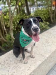 Shelter Stray Female Dog last seen Near BLOCK NW 14TH AVE, 3599 NW 79th Ave, Doral, FL 33122, USA