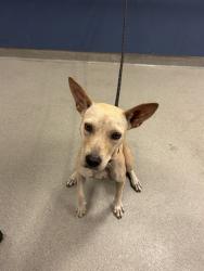 Shelter Stray Female Dog last seen Near BLOCK NW 23RD AVE, 3599 NW 79th Ave, Doral, FL 33122, USA