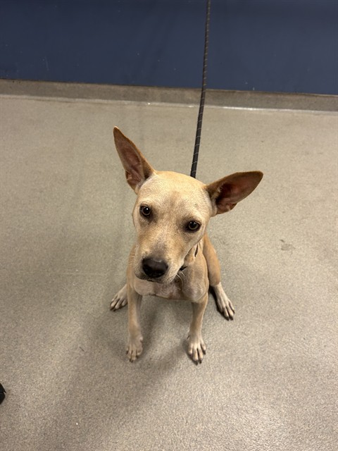Shelter Stray Female Dog last seen Near BLOCK NW 23RD AVE, 3599 NW 79th Ave, Doral, FL 33122, USA