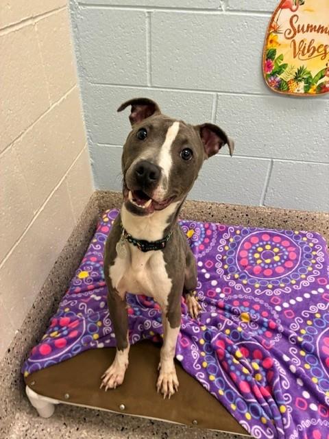 Shelter Stray Male Dog last seen WASHINGTON AND MALLEY, 12155 Park Blvd, Brighton, CO 80601, USA