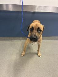 Shelter Stray Male Dog last seen Near BLOCK NW 17TH AVE, 3599 NW 79th Ave, Doral, FL 33122, USA