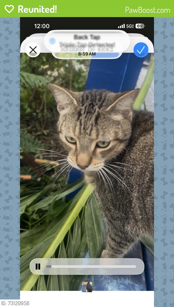 Reunited Male Cat last seen Near 15th Street palm harbor, Palm Harbor, FL 34683