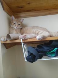 Lost Male Cat last seen Youngdale rd pa, Lock Haven, PA 17745