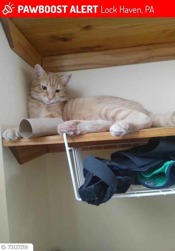 Lost Male Cat last seen Youngdale rd pa, Lock Haven, PA 17745