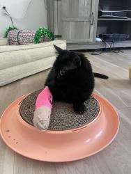 Reunited Female Cat last seen Sw hermoso Wy and sw 72nd in tigard, Tigard, OR 97223