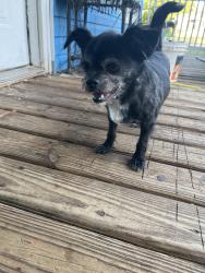 Found/Stray Unknown Dog last seen Near edgfield st chesnee, Chesnee, SC 29323