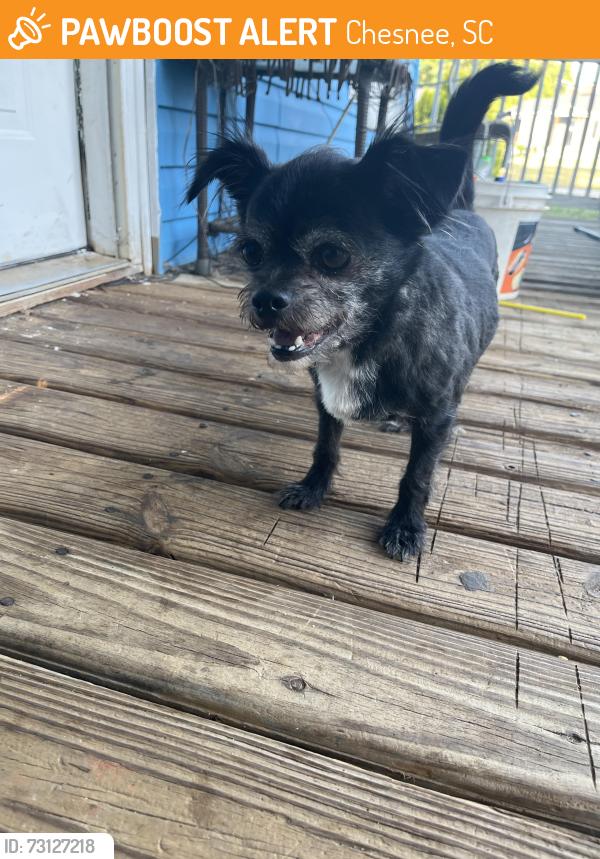 Found/Stray Unknown Dog last seen Near edgfield st chesnee, Chesnee, SC 29323