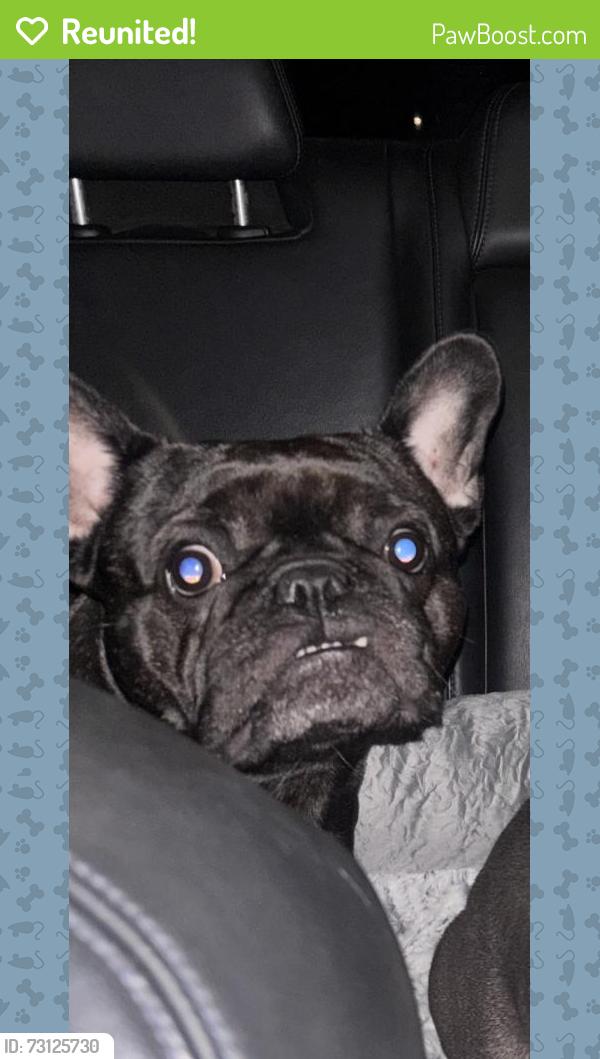 Reunited Female Dog last seen Near E St, Antioch, CA 94509, USA, Antioch, CA 94509