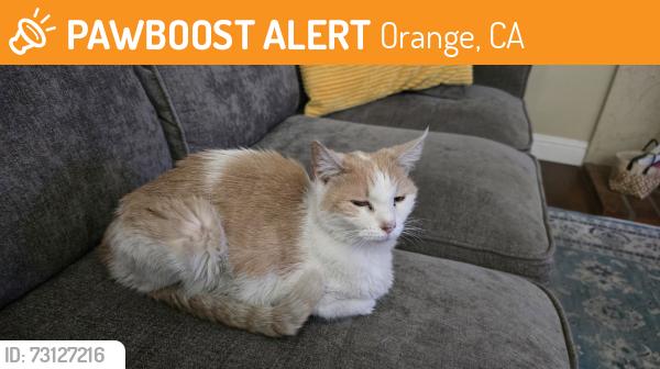 Found/Stray Unknown Cat last seen yorba and Chapman, Orange, CA 92869