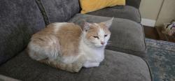 Found/Stray Unknown Cat last seen yorba and Chapman, Orange, CA 92869