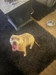 Reunited Female Dog last seen Near Hillers Rd, Oklahoma City, OK 73132, USA, Oklahoma City, OK 73132
