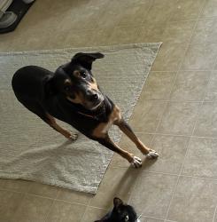 Reunited Female Dog last seen Point Bend/Talley, San Antonio, TX 78253
