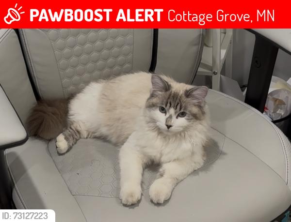 Lost Female Cat last seen Cottage grove, Cottage Grove, MN 55016