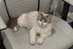 Lost Female Cat last seen Cottage grove, Cottage Grove, MN 55016