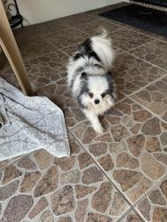Reunited Female Dog last seen 4th and Vineyard Ave, Ontario, CA 91764