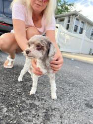 Reunited Female Dog last seen Miller Field, Staten Island, NY 10306