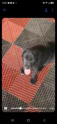 Lost Male Dog last seen Downtown Flint, Flint, MI 48507