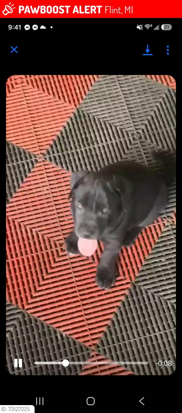 Lost Male Dog last seen Downtown Flint, Flint, MI 48507