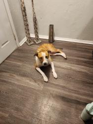 Found/Stray Female Dog last seen Sw 59th st & I-44, Oklahoma City, OK 73119