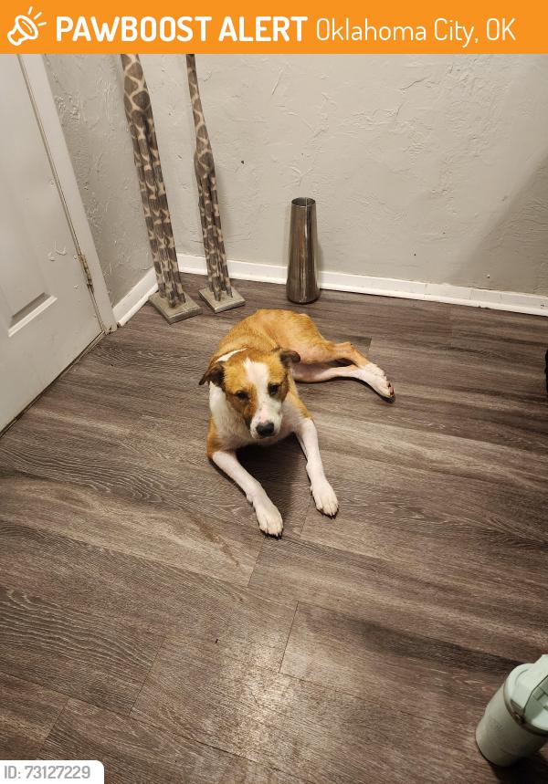 Found/Stray Female Dog last seen Sw 59th st & I-44, Oklahoma City, OK 73119