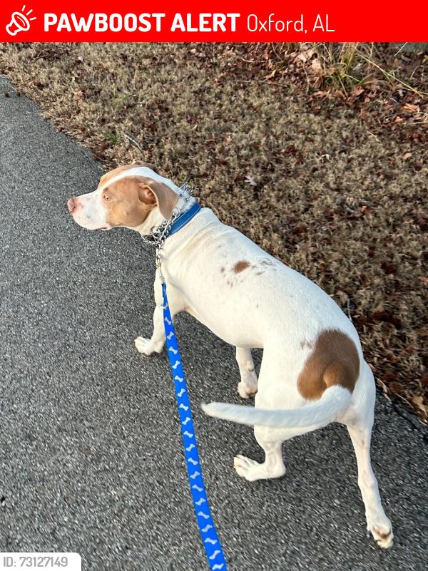 Lost Male Dog last seen Near Woodridge Trail, Oxford, AL 36203