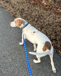 Lost Male Dog last seen Near Woodridge Trail, Oxford, AL 36203