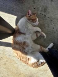 Lost Male Cat last seen Utica and Archer, Tulsa, OK 74110