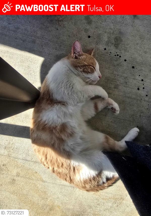 Lost Male Cat last seen Utica and Archer, Tulsa, OK 74110