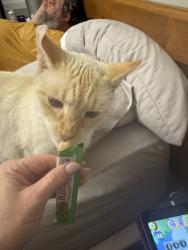 Lost Male Cat last seen Newhope, Fountain Valley, CA 92708
