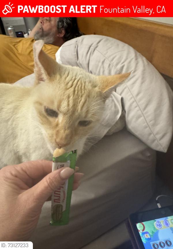 Lost Male Cat last seen Newhope, Fountain Valley, CA 92708