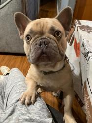 Lost Male Dog last seen Skyline, San Diego, CA 92114