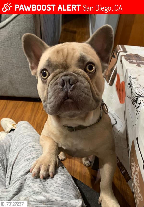Lost Male Dog last seen Skyline, San Diego, CA 92114