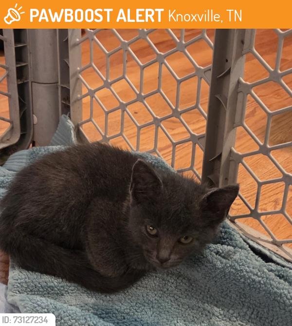 Found/Stray Unknown Cat last seen Bexhill and Gatwick, Knoxville, TN 37922