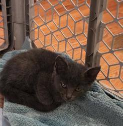 Found/Stray Unknown Cat last seen Bexhill and Gatwick, Knoxville, TN 37922