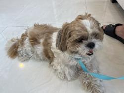 Found/Stray Female Dog last seen Near 36th Ave W Bradenton, FL 34205 United States, Bradenton, FL 34205